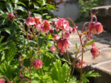 'Pink Frills'